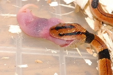 Oreophis porphyraceus kawakamii