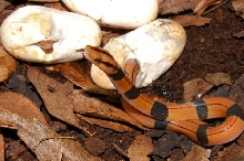 Oreophis porphyraceus kawakamii