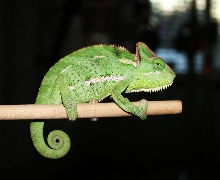 Joyce on a stick