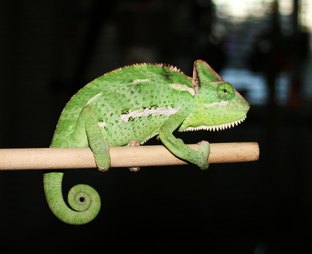 Joyce on a stick