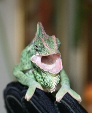 hissing cham