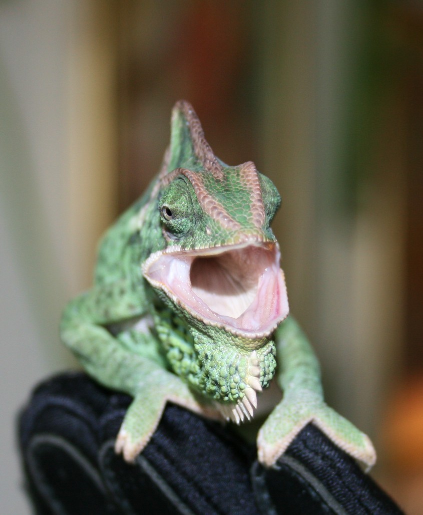 hissing cham
