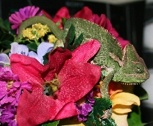 Joyce in the flowers