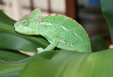 veiled climbing plant