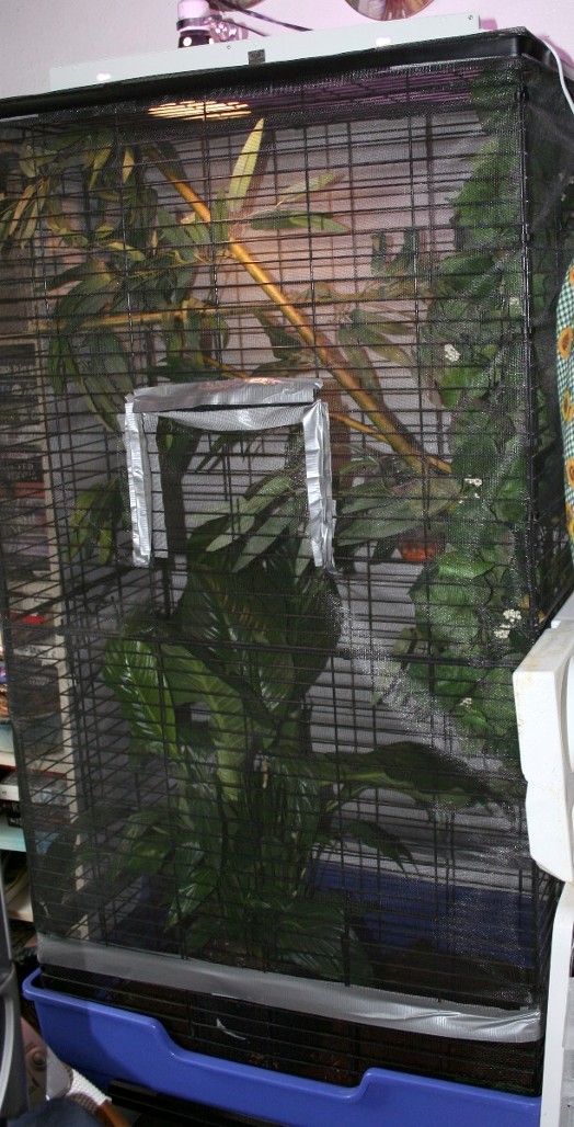 Joyce's cage
