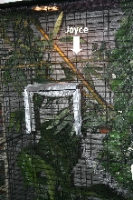 Joyce in her cage