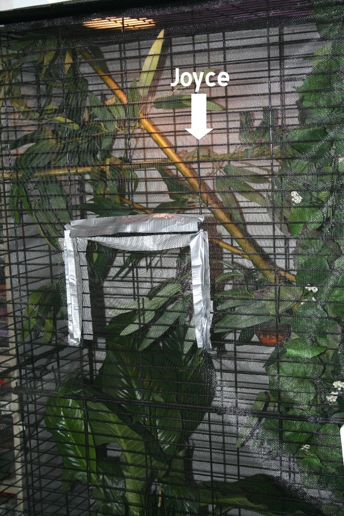 Joyce in her cage