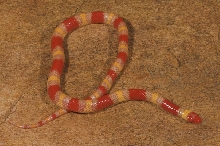 ALBINO SCARLET KINGSNAKE