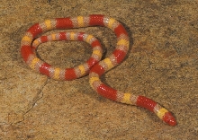 ALBINO SCARLET KINGSNAKE