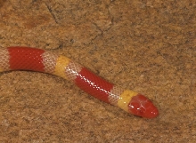 ALBINO SCARLET KINGSNAKE