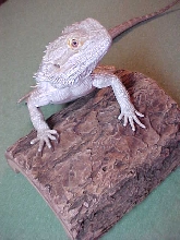 Ziggy