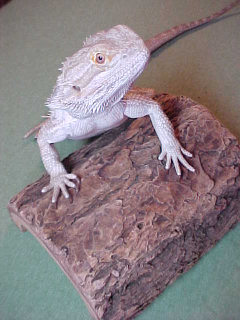 Ziggy