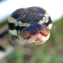 Zorro, my first BP