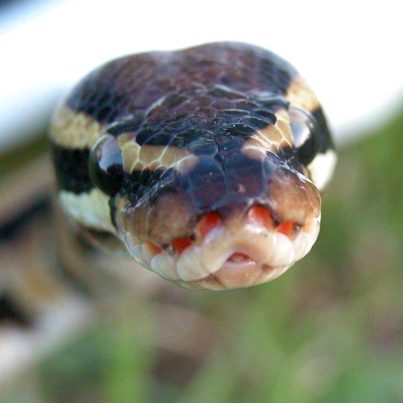 Zorro, my first BP