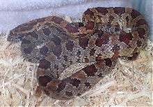 Cally, the corn snake (juvenile)
