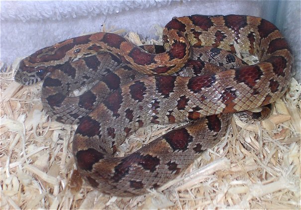 Cally, the corn snake (juvenile)