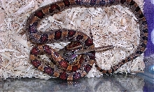Cally, Alex's corn snake eating