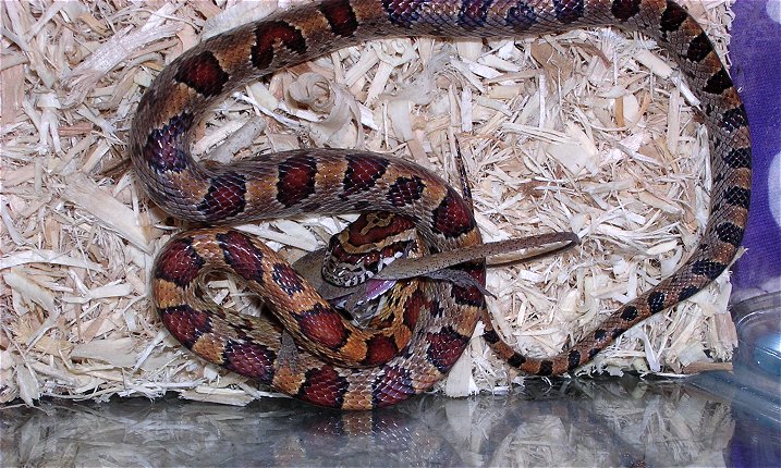 Cally, Alex's corn snake eating
