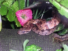 Cally, Alex's WC F corn snake
