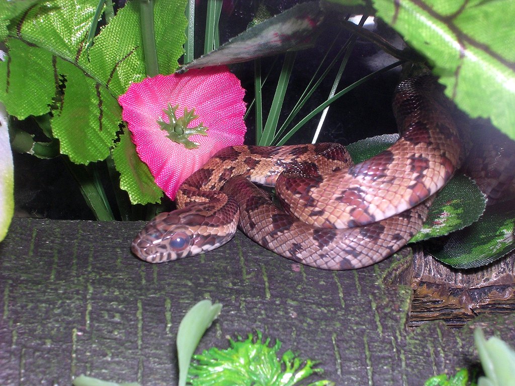 Cally, Alex's WC F corn snake