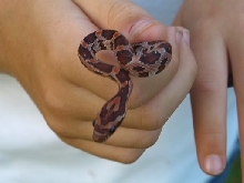 Cary, Alyssa's baby male corn snake