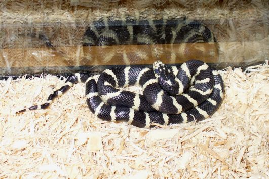 Sparkle, Noah's banded California king snake