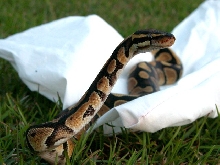 Zorro, my ball python