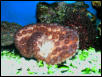 Saltwater - Austin Aquariums