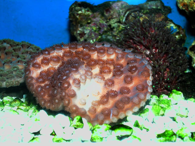 Saltwater - Austin Aquariums
