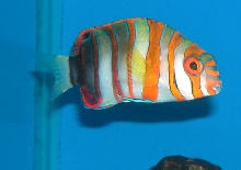 Saltwater Photos