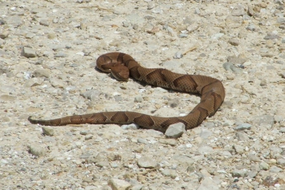 Copperhead in Rolla Missouri