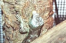 Monkey tailed with Blue Head