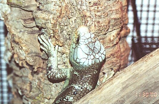Monkey tailed with Blue Head