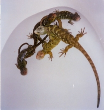 c.zebratas in tub