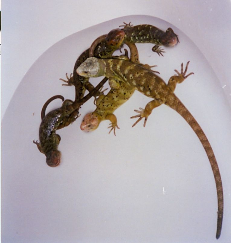 c.zebratas in tub