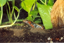 fire skink