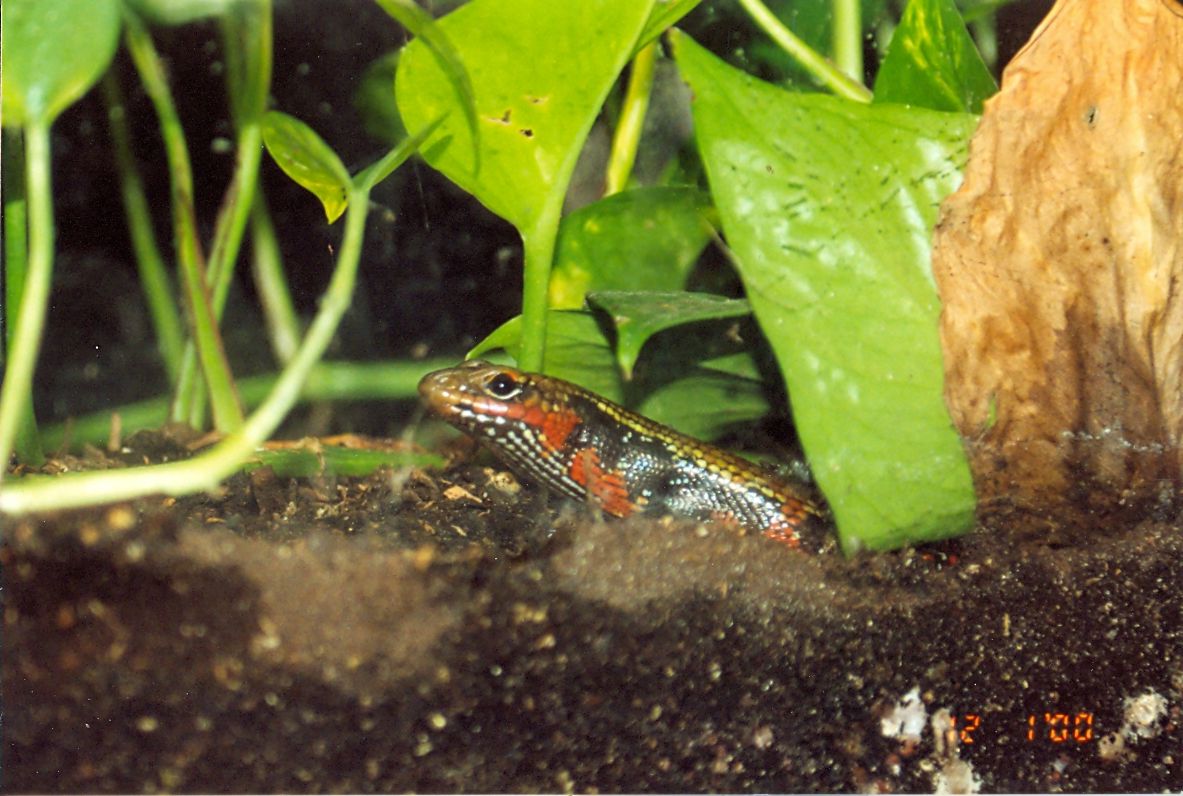 fire skink