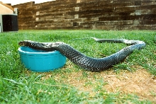 pet Indigo,, playing in yard