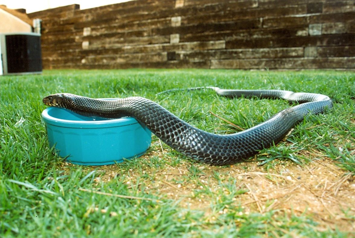 pet Indigo,, playing in yard