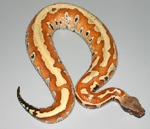 STRIPEFEMALE1