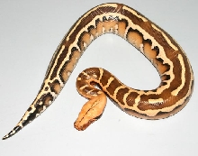 STRIPEBORNEOMALE