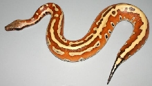 STRIPEMALE