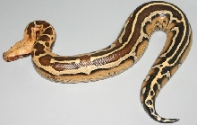 StripeBorneoFEmale1
