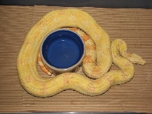 Albino Argentine Cross
