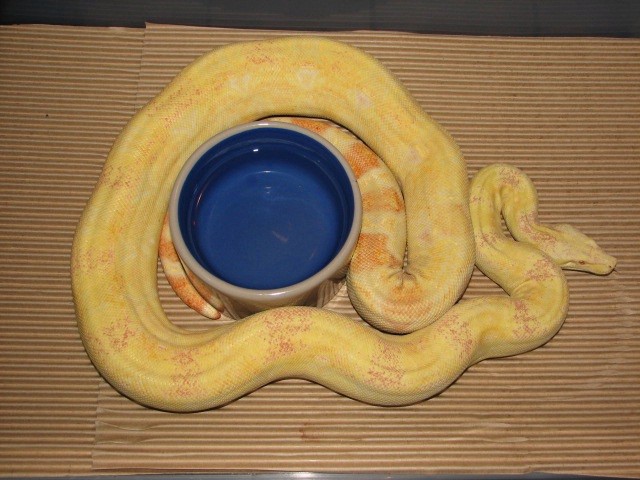 Albino Argentine Cross