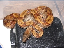 Female Hypo Het T  