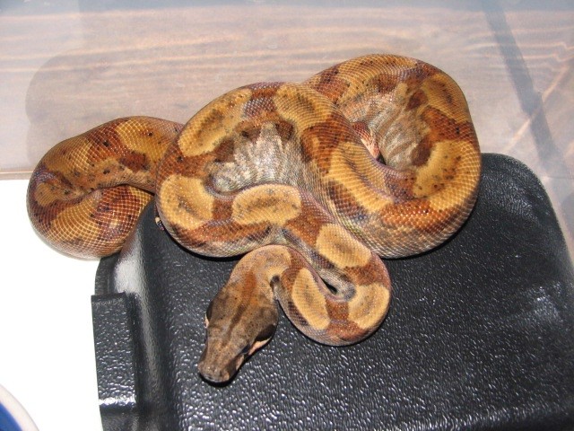 Female Hypo Het T  