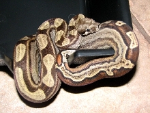 Motley Boa