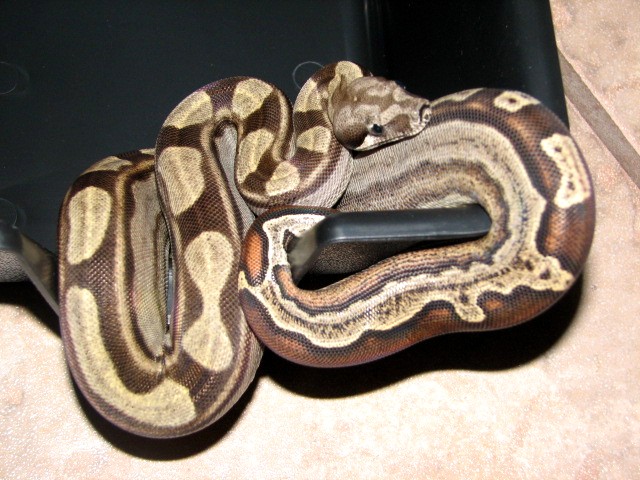 Motley Boa
