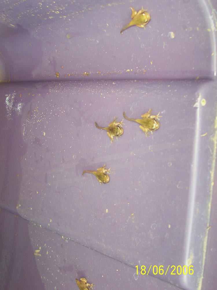 Tadpoles1
